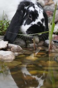 coelho-pode-nadar-no-lago